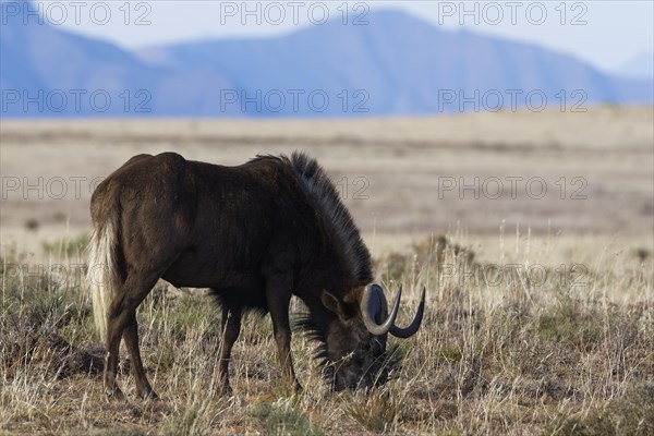 Black wildebeest (Connochaetes gnou)