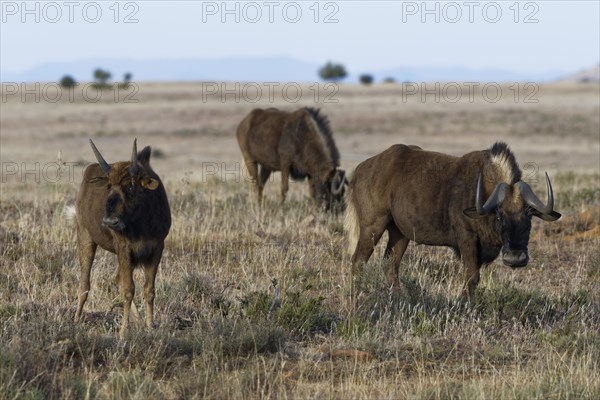 Black wildebeests (Connochaetes gnou)