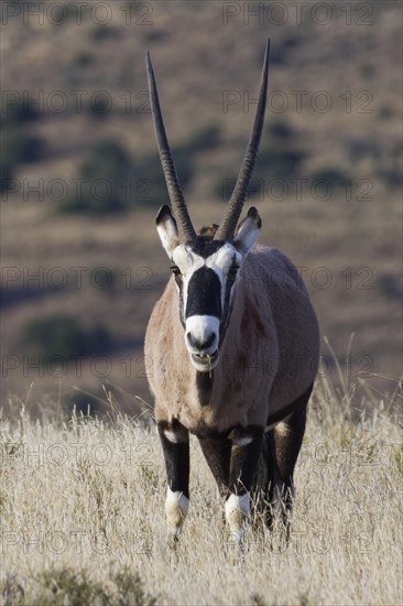 Gemsbok (Oryx gazella)