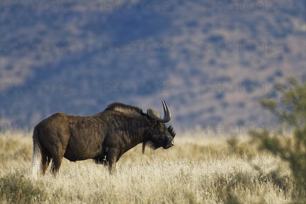 Black wildebeest (Connochaetes gnou)