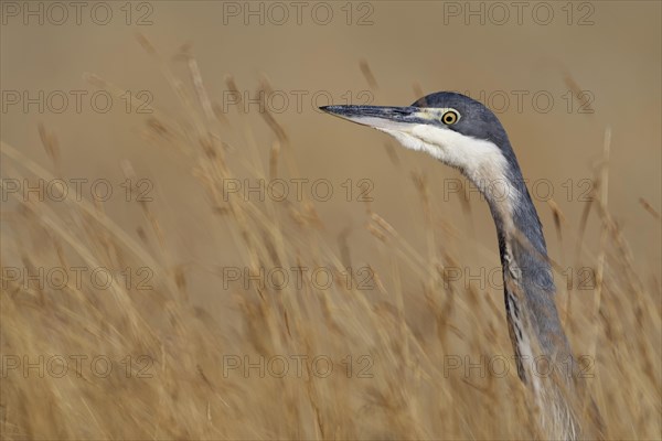 Black-headed heron (Ardea melanocephala)