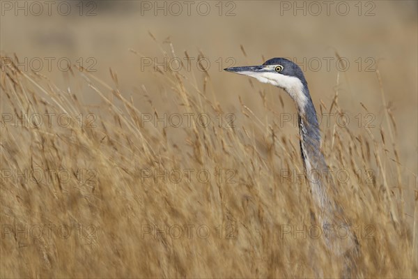 Black-headed heron (Ardea melanocephala)