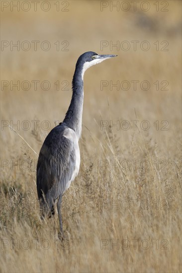 Black-headed heron (Ardea melanocephala)