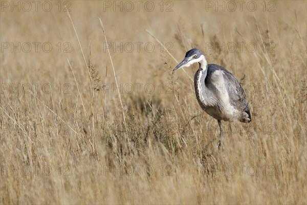 Black-headed heron (Ardea melanocephala)