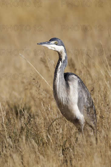 Black-headed heron (Ardea melanocephala)