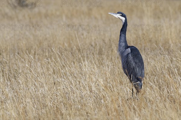 Black-headed heron (Ardea melanocephala)