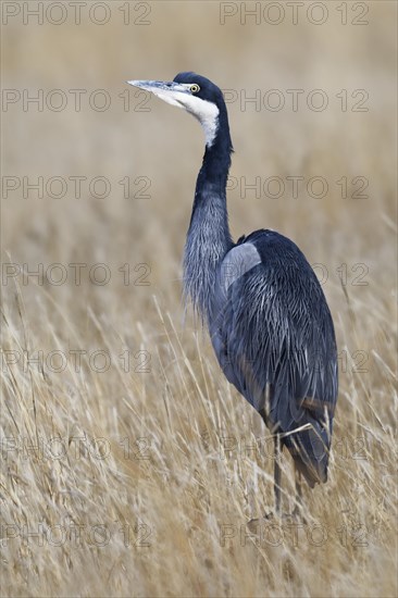 Black-headed heron (Ardea melanocephala)