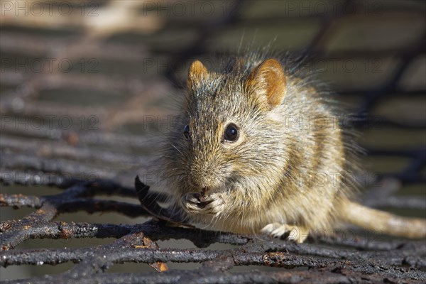 Four-striped grass mouse (Rhabdomys pumilio)