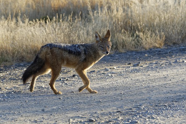 Black-backed jackal (Canis mesomelas)