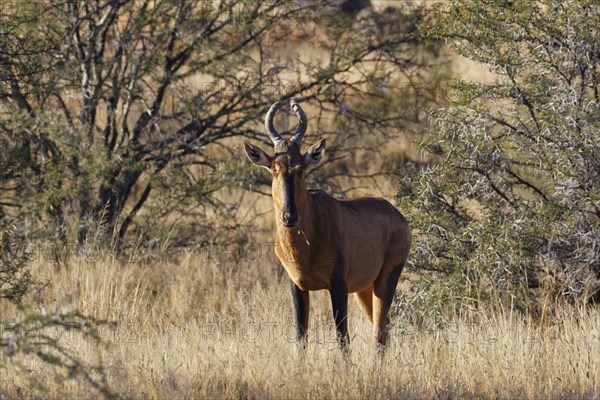 Red hartebeest (Alcelaphus buselaphus caama)