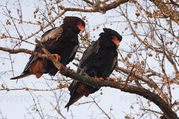 Bateleur eagles (Terathopius ecaudatus)