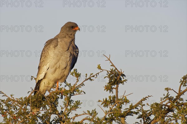 Pale chanting goshawk (Melierax canorus)