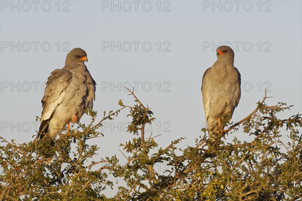 Pale chanting goshawks (Melierax canorus)