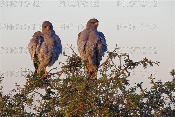 Pale chanting goshawks (Melierax canorus)