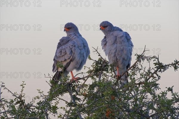 Pale chanting goshawks (Melierax canorus)