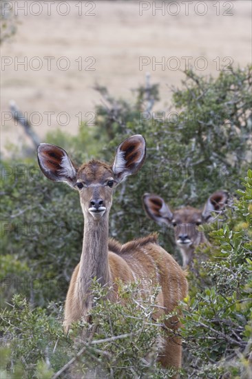 Greater kudus (Tragelaphus strepsiceros)