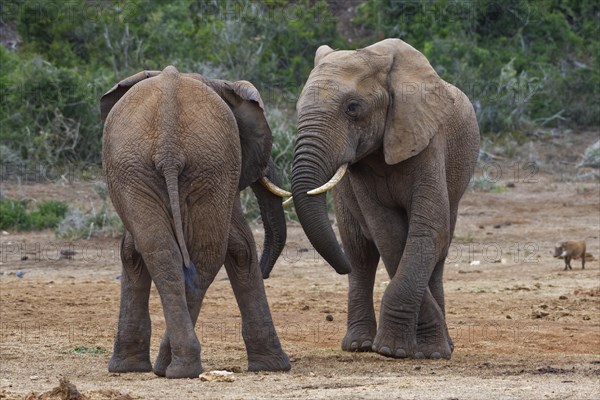 African bush elephants (Loxodonta africana)