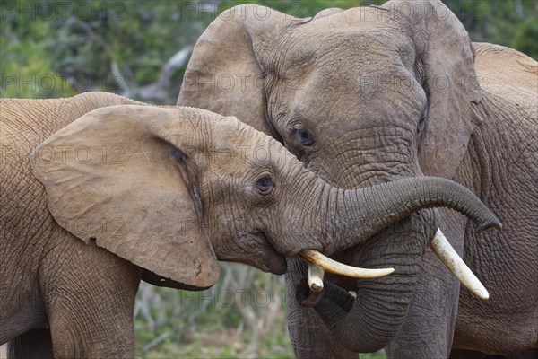 African bush elephants (Loxodonta africana)