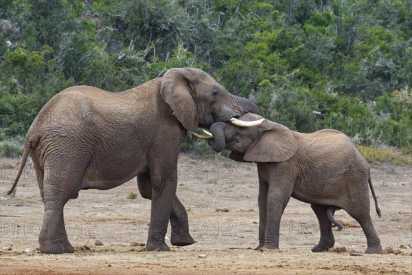 African bush elephants (Loxodonta africana)