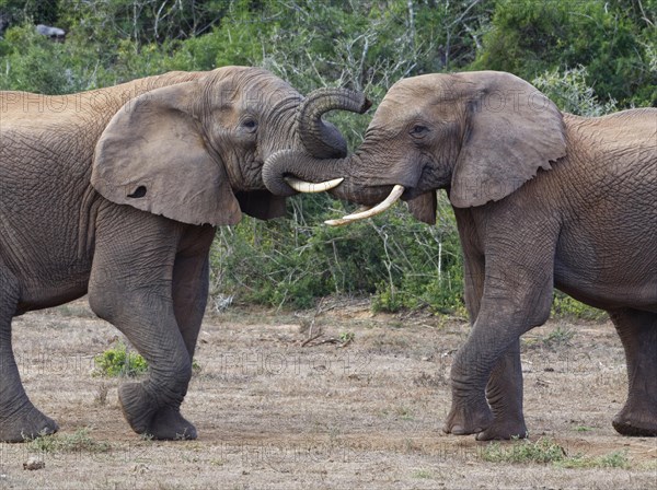 African bush elephants (Loxodonta africana)
