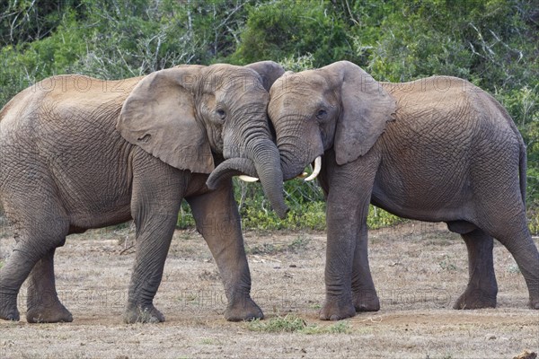 African bush elephants (Loxodonta africana)