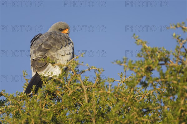 Pale chanting goshawk (Melierax canorus)