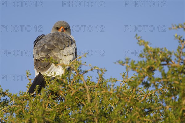 Pale chanting goshawk (Melierax canorus)