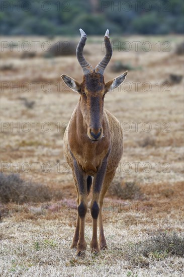 Red hartebeest (Alcelaphus buselaphus caama)