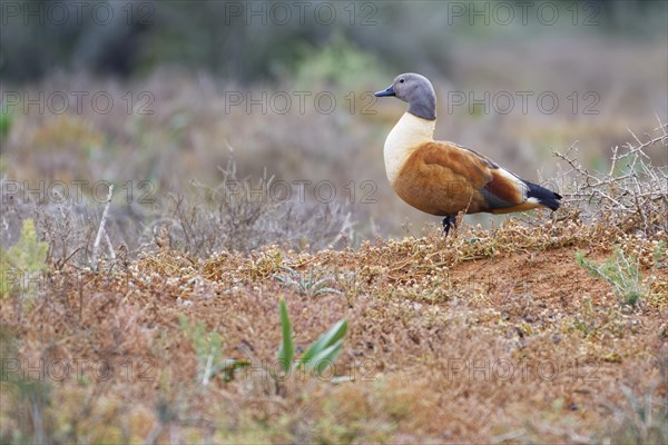 South African shelduck (Tadorna cana)