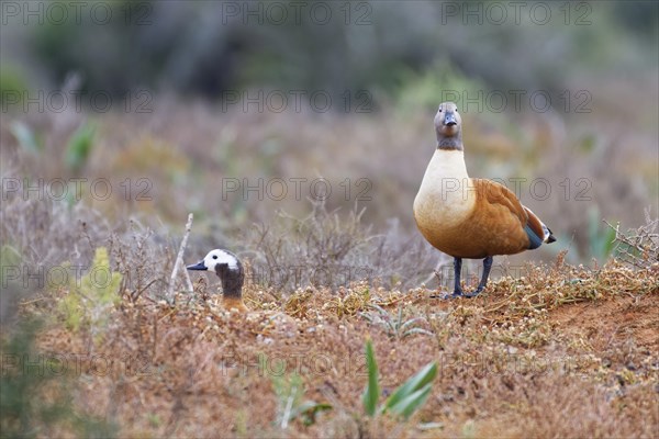 South African shelducks (Tadorna cana)