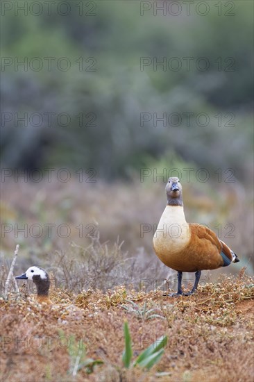 South African shelducks (Tadorna cana)