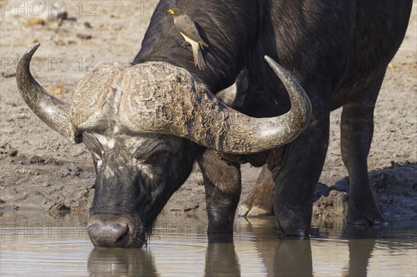 African buffalo (Syncerus caffer)