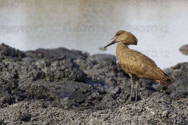 Hamerkop (Scopus umbretta)