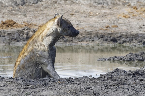 Spotted hyena (Crocuta crocuta)