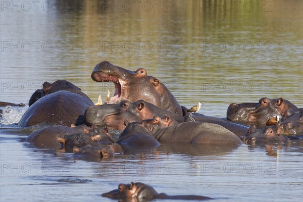 Hippopotamuses (Hippopotamus amphibius)