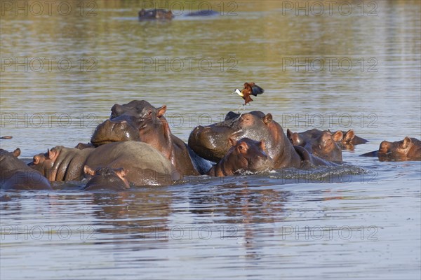 Hippopotamuses (Hippopotamus amphibius)