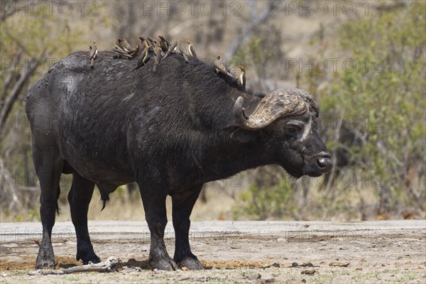 African buffalo (Syncerus caffer)