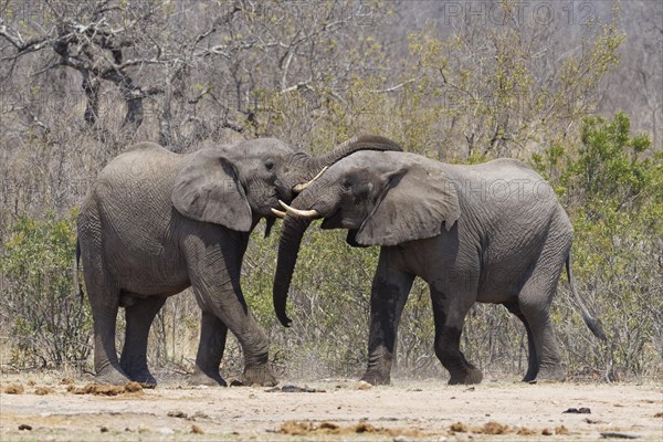 African bush elephants (Loxodonta africana)