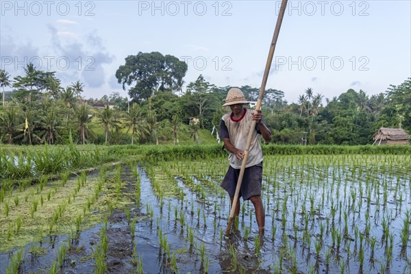 Rice farmer at work in the rice field