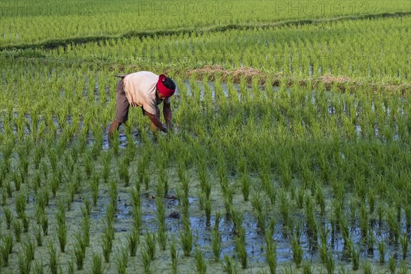 Rice farmer at work in the rice field