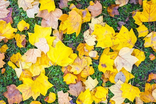 Yellow autumn leaves from Tulip Poplar (Liriodendron tulipifera) on grass in park