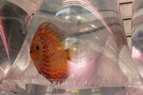 Ornamental fish for sale