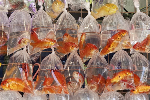 Gold Fishes for sale