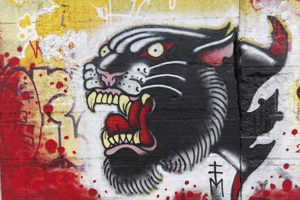 Panther with mouth open