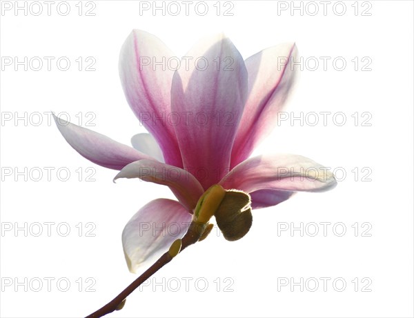 Magnolia blossom in front of white background