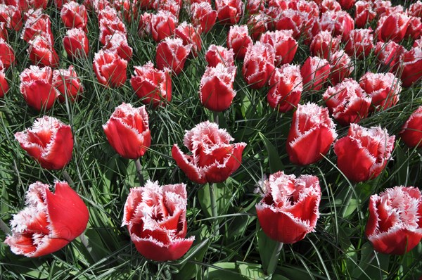 Fringed red-white tulip Queensland (Tulipa) in Keukenhof park