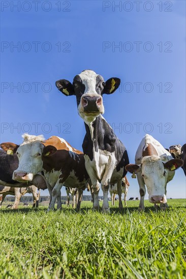 Black and white spotted cows