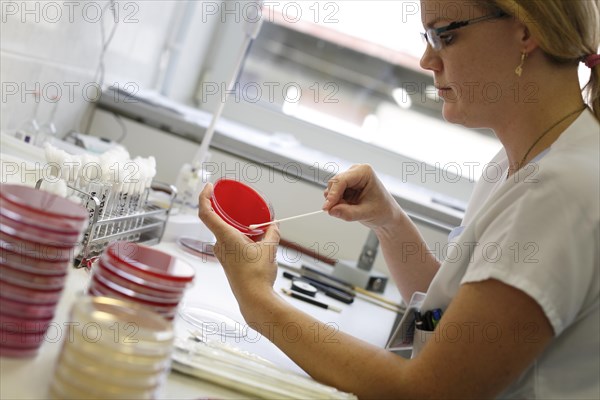 Nurse with Petri dish checks laboratory tests for antibiotic sensitivity