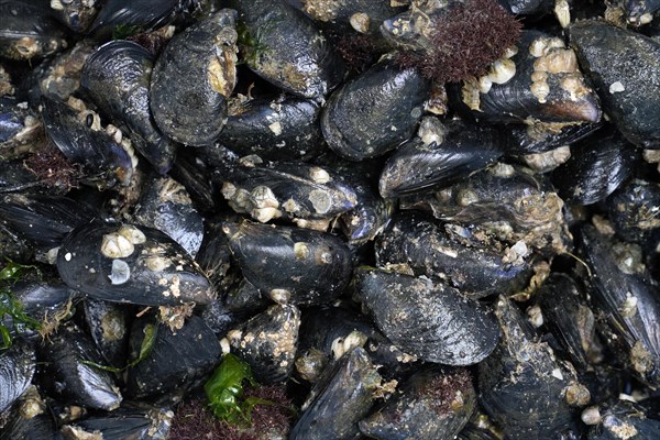 Mytilus (Mytilus) on the beach