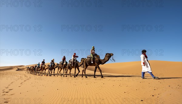 Caravan with dromedaries (Camelus dromedarius)